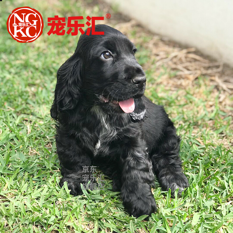 宠乐汇 美国可卡獚犬 幼犬活体 宠物狗狗活体狗狗 幼犬幼崽公母视频