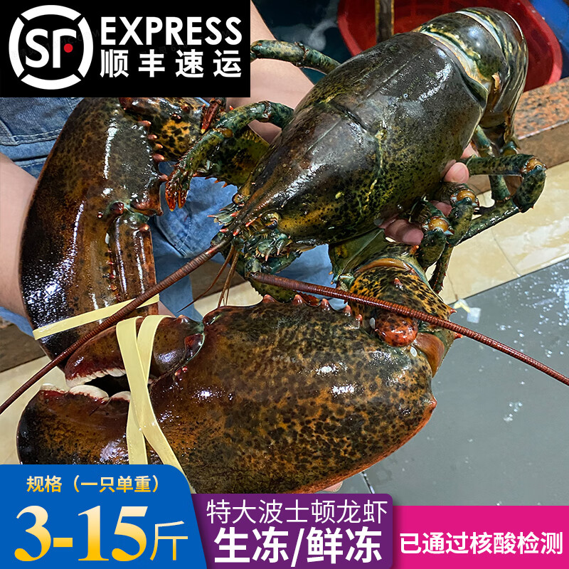 澳洲龙虾 Aozhoulongxia 怎么样 澳洲龙虾如何 澳洲龙虾哪里买 澳洲龙虾多少钱 京东精选商品 平头购