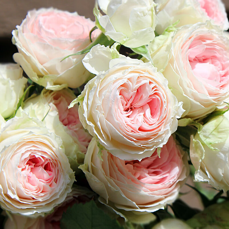 大花门廊绒球月季花盆栽欧月灌木勤花耐热阳台四季开花苗 门廊绒球中