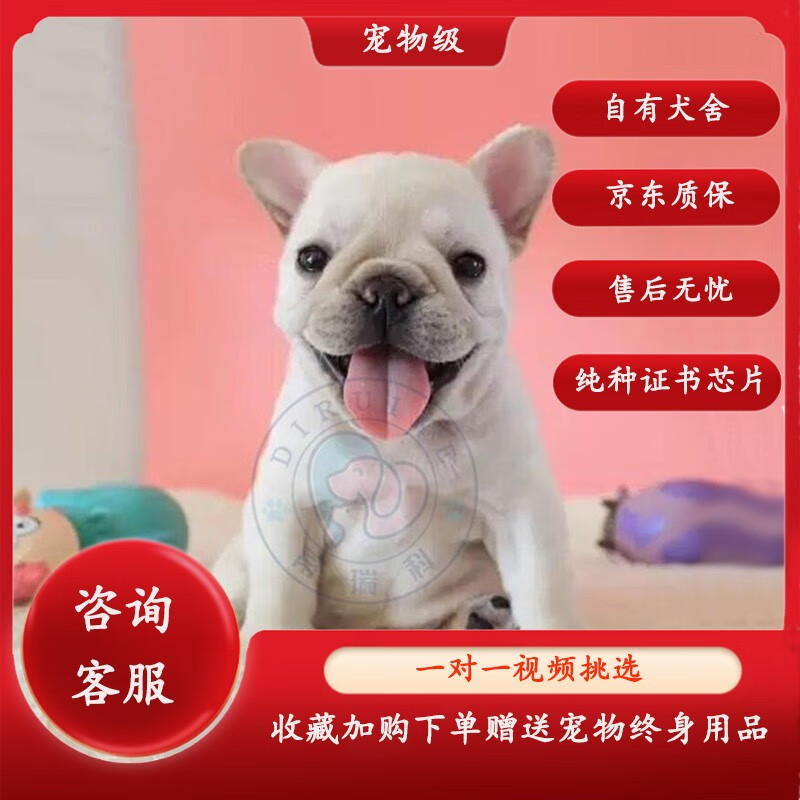 蒂瑞科奶油法斗幼犬活体活体宠物狗法国斗牛犬法牛幼犬黑虎斑法牛犬