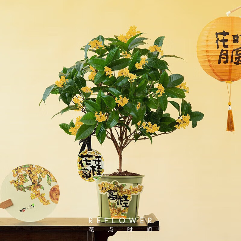 花点时间（Reflower）绿植室内四季桂花树盆栽植物教师节中秋礼品乔迁礼花卉盆栽-京乐 【中秋-盆贴款】3年四季桂+香挂属于什么档次？