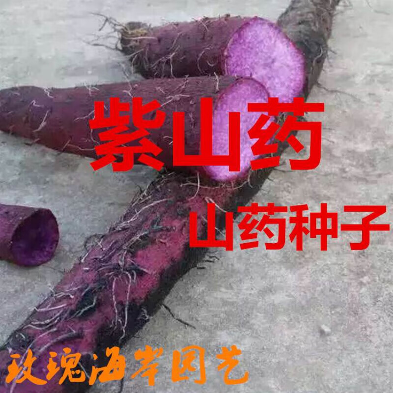 醉春木高产山药种子 紫山药种子 蔬菜种子 紫参淮山 蔬菜籽人参 铁棍