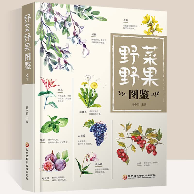 野菜野果图鉴 500种野菜野外识别速查图鉴 餐桌上的养生野菜速查全书