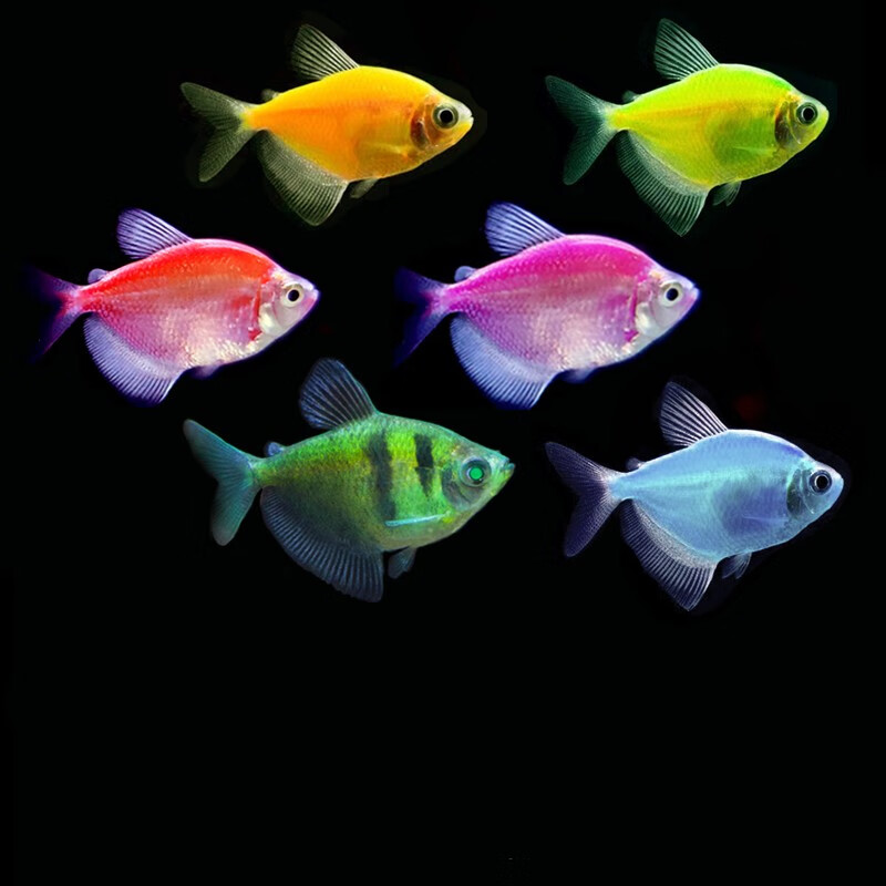 越岚天使鱼观赏鱼大号群游懒人小型淡水好养耐活虎纹红天使老虎热带鱼