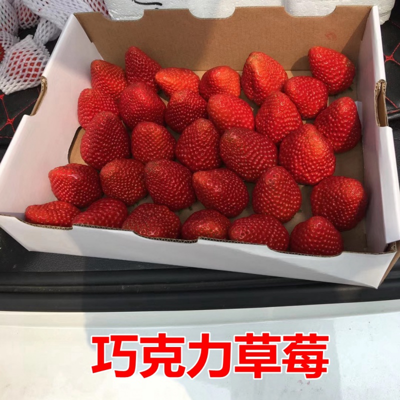 奶油草莓室内阳台庭院盆栽地栽果苗南方北方种 【巧克力草莓20颗】