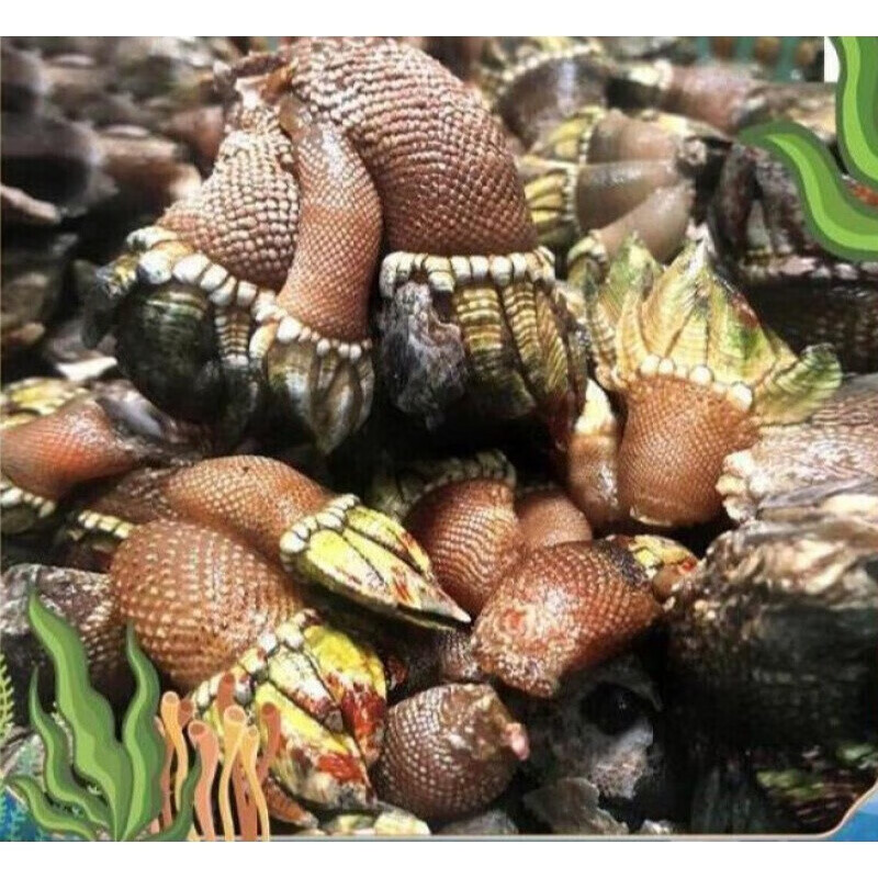 流连湾新鲜佛手螺 笔架海鲜 狗爪螺 观音掌 鹅颈藤壶生鲜 贝类 【1斤