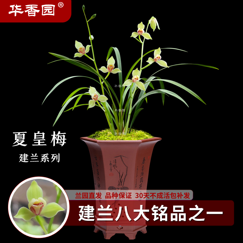 华香园兰花 夏皇梅 建兰八大名品之一 浓香型 不带花苞办公室内盆栽