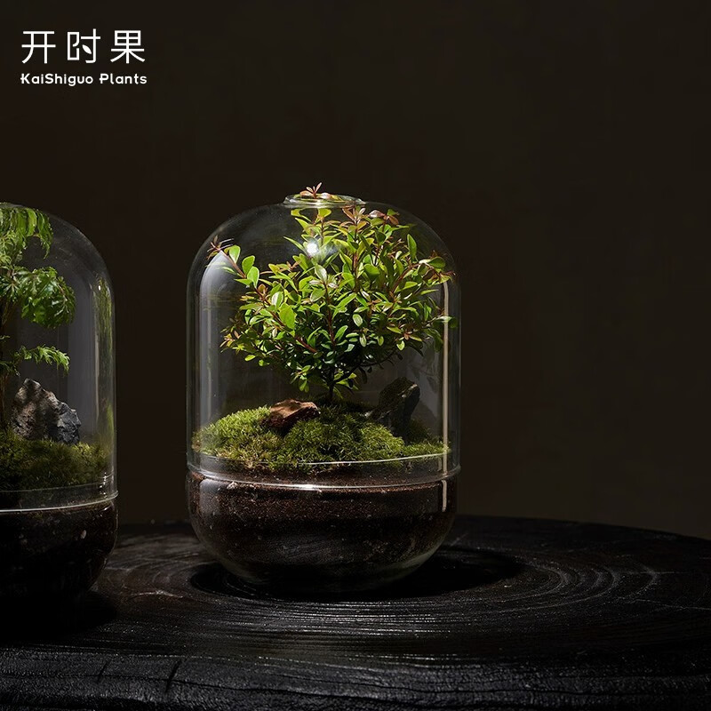 开时果 生命之树创意微景观桌面苔藓 成品礼物盆景好养绿植生态瓶盆栽 世界之树—小叶赤楠（成品发货）使用感如何?