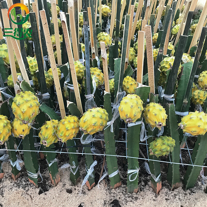 三得农  燕窝火龙果麒麟果 黄龙无刺火龙果 苗大红火龙果 青龙火龙果