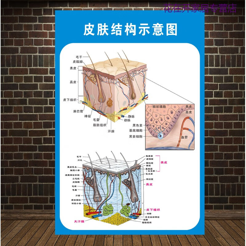 支持小米(mi)皮肤结构贴示意图纸皮肤疾病常见图谱贴纸医院皮肤科挂图