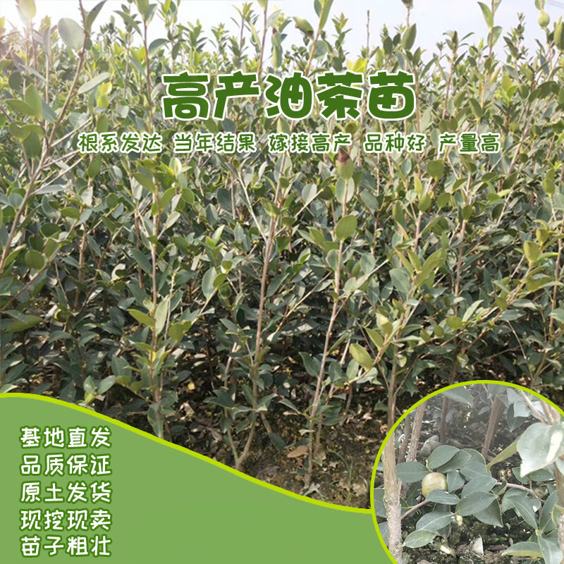 江西嫁接高产油茶苗山茶树苗山茶油树苗杂交良种油茶树苗茶子树苗