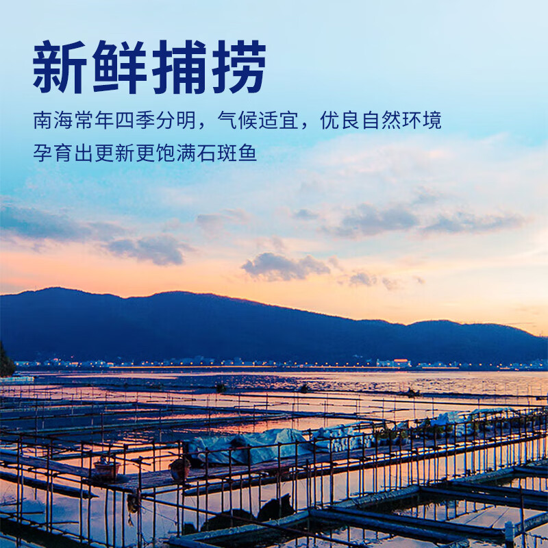 鲟食活冻石斑鱼野外生长海捕龙胆珍珠斑 老虎斑生鲜鱼类海鲜 石斑鱼净重650-800g/条【买一送一】