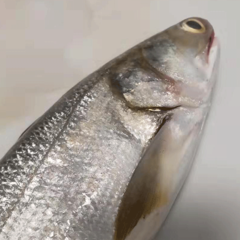 魃鲜 广东湛江特产大马友鱼徐闻新鲜深海鱼1500克 大马友鱼 3斤装