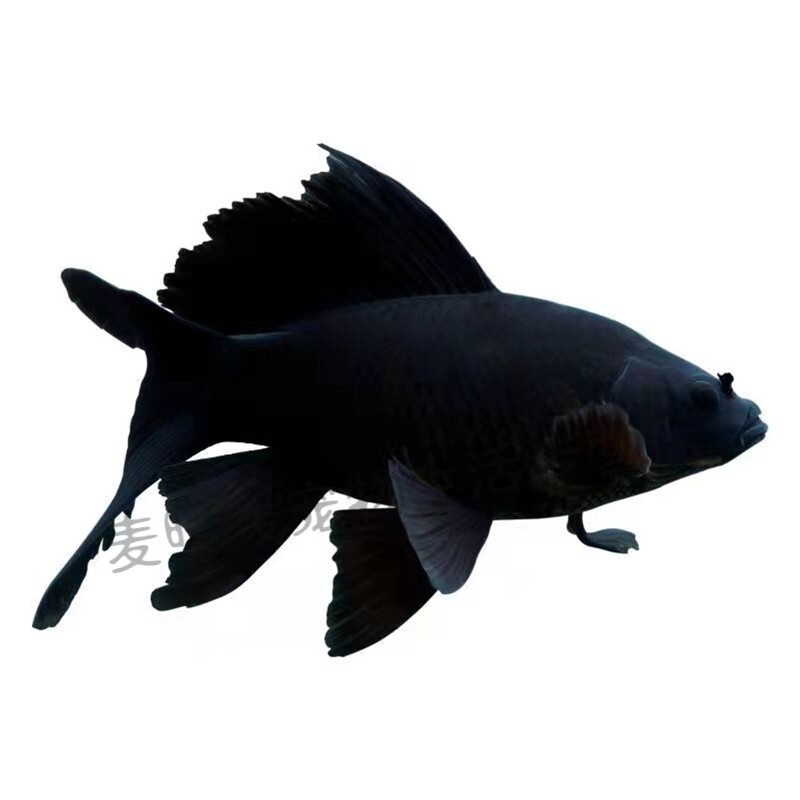 黑彗星蝴蝶鲤黑草金黑锦鲤锦鲫冷水观赏鱼黑金龙凤锦鲤长短尾金鱼 8