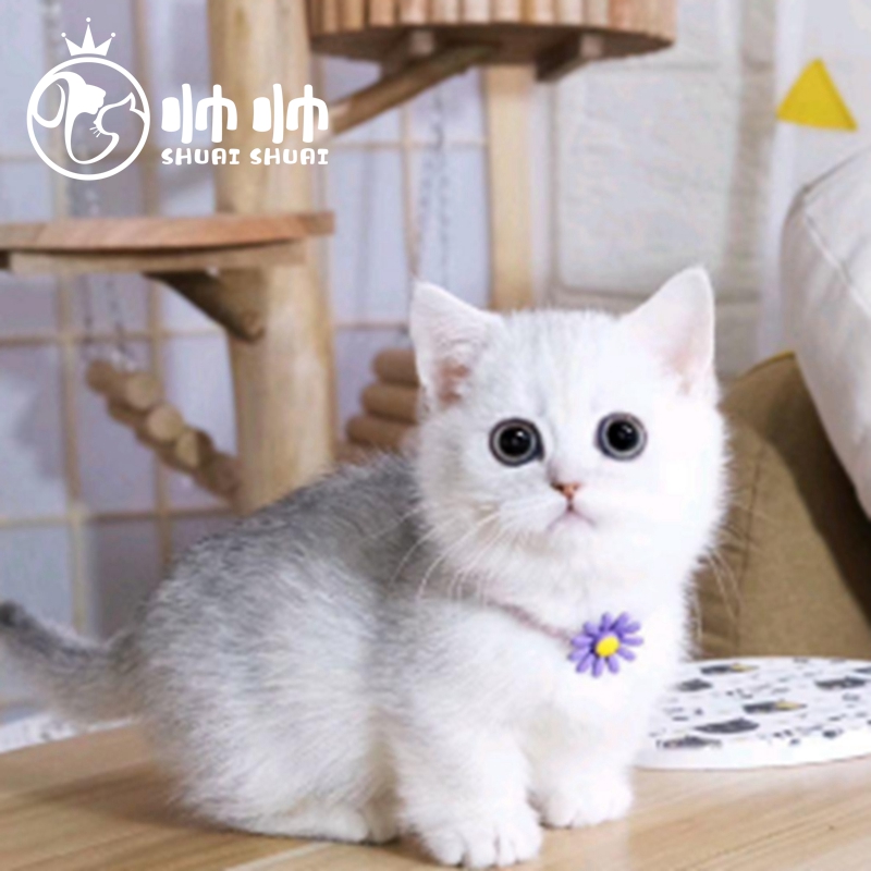 帅帅名宠银渐层蓝白米努特短脚猫宠物猫活体幼崽曼