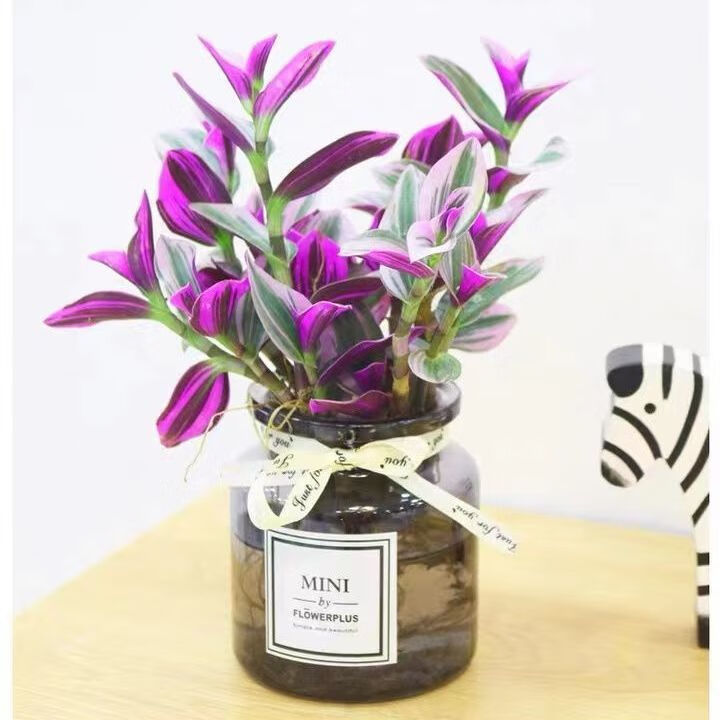 美漾婚礼油画吊兰盆栽 紫露兰阳台室内办公桌水培植物花卉 油画婚礼