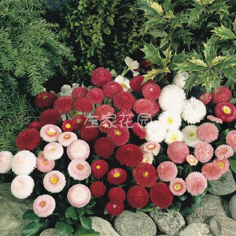 左家花园雏菊种子 玛格丽特室内阳台盆栽易种花卉种子花籽春秋播种