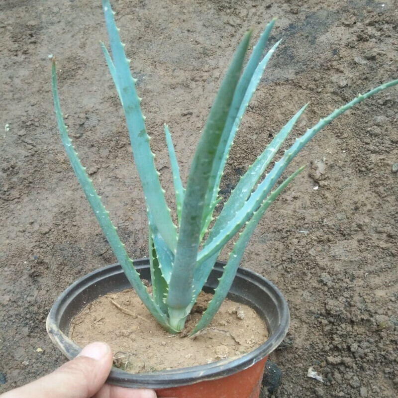 木立芦荟盆栽绿植龙爪菊芦荟盆栽花多肉植物苗芦荟可食用叶片盆栽