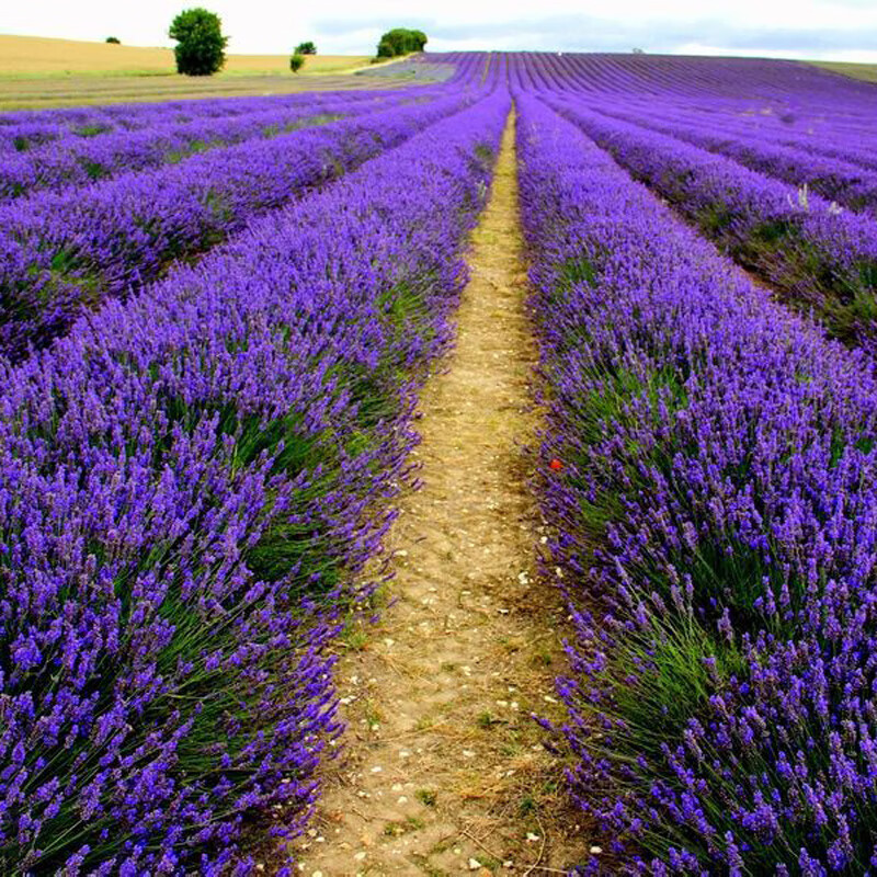 绿林花语薰衣草种子四季阳台庭院盆栽香草植物花籽多年生耐寒易种活