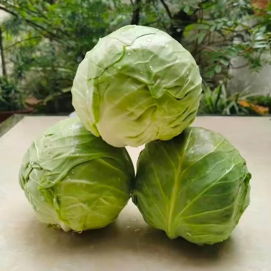 云南农家自种新鲜包菜卷心菜圆白菜莲花白沙拉菜 5斤