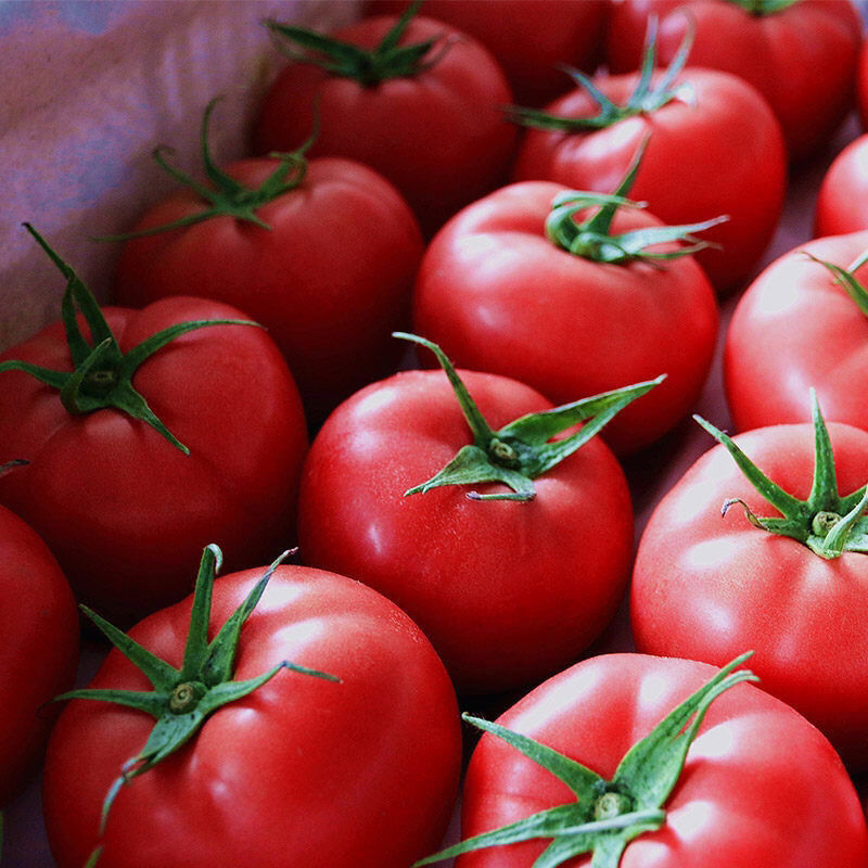 西红柿新鲜沙瓤自然熟番茄蔬菜非普罗旺斯现摘洋柿子孕妇生吃水果 净