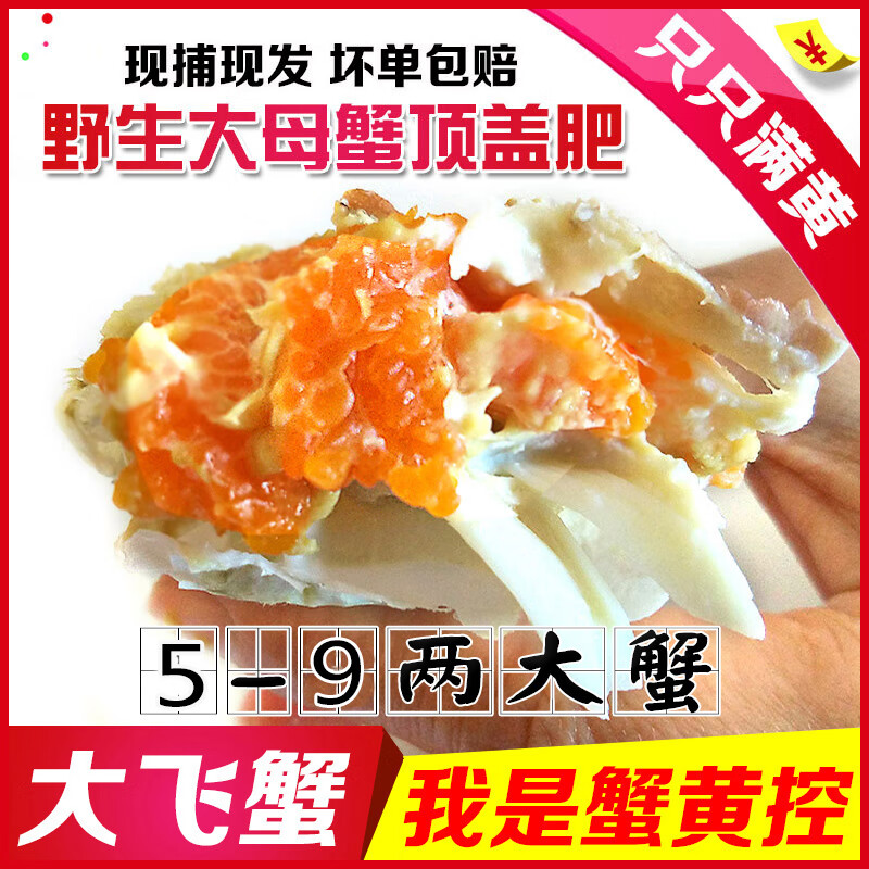 【活蟹发货】莱州海捕梭子蟹鲜活海鲜特大号海螃蟹顺丰礼盒送礼 全母蟹满黄膏【2斤 3两多/只】