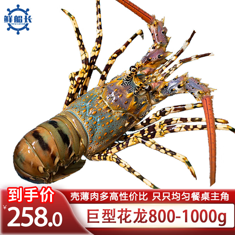 xcz)龙虾 冷冻大花龙 锦绣小青龙虾超特大澳洲龙海鲜 虾类端午节礼物