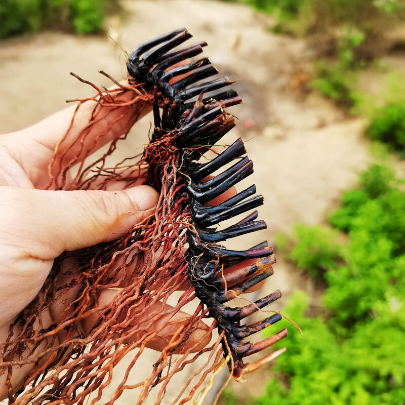 伟博止鼻血利尿席草根席草头草席根民间中草药新鲜晒干织席草根蔺草头