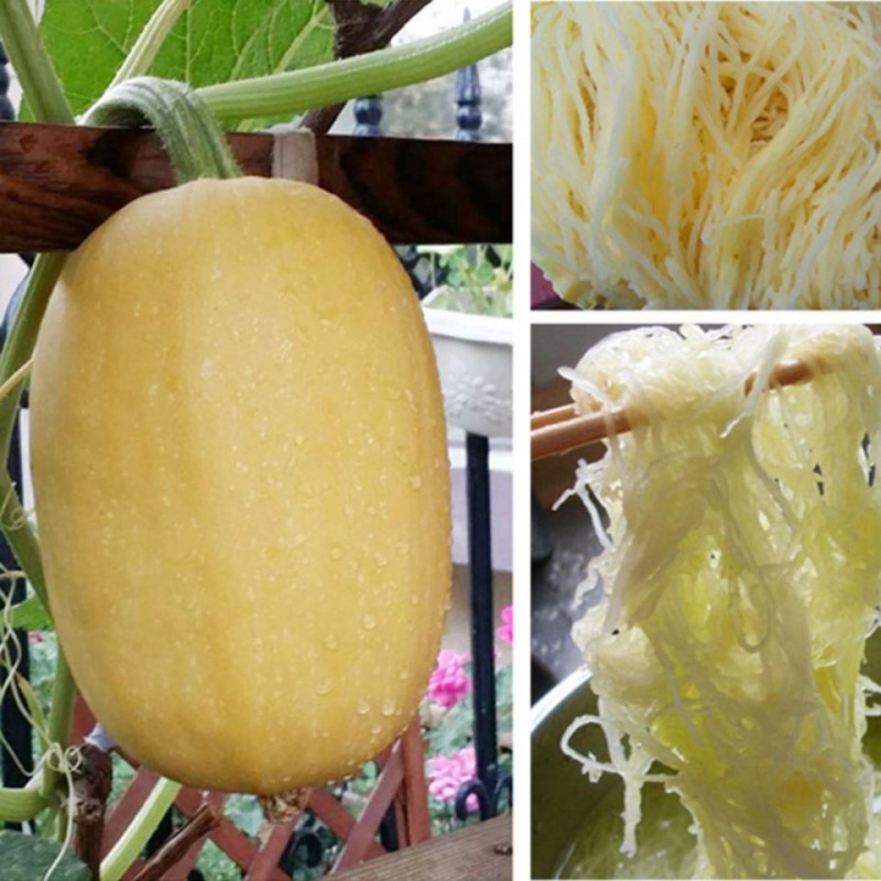 徐州新鲜金丝s瓜黄金瓜丝g瓜时令瓜天然鱼y翅凉拌瓜丝生鲜 优选单果(3