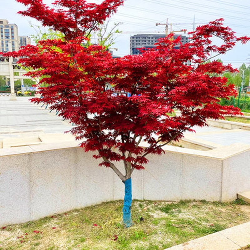 凝慧红枫树苗庭院别墅花园地栽耐寒观叶风景树南北方种植红枫绿化苗 红枫树【2公分粗】使用感如何?