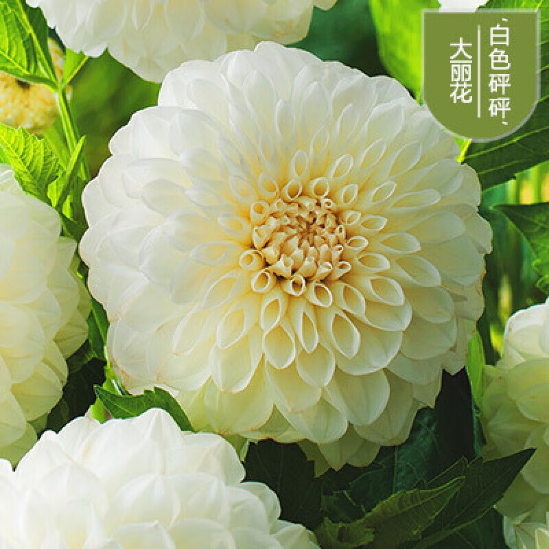 菊花地瓜花大丽花种球庭院种植盆栽植物球根花卉阳台种植室内 白色【3