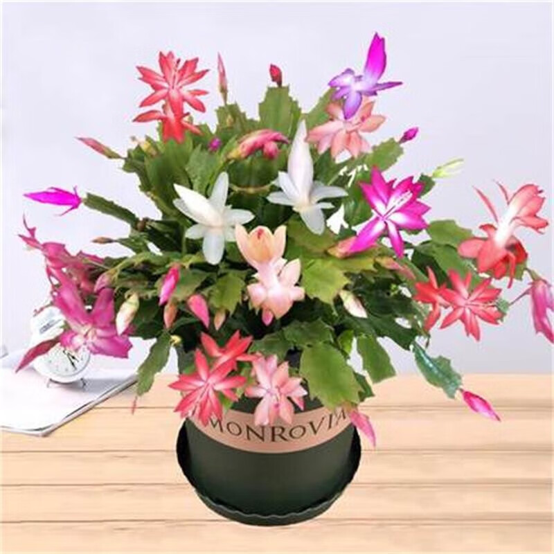 仟草集蟹爪兰盆栽带花苞带盆多色重瓣新品花卉植物室内螃蟹爪花 混色8