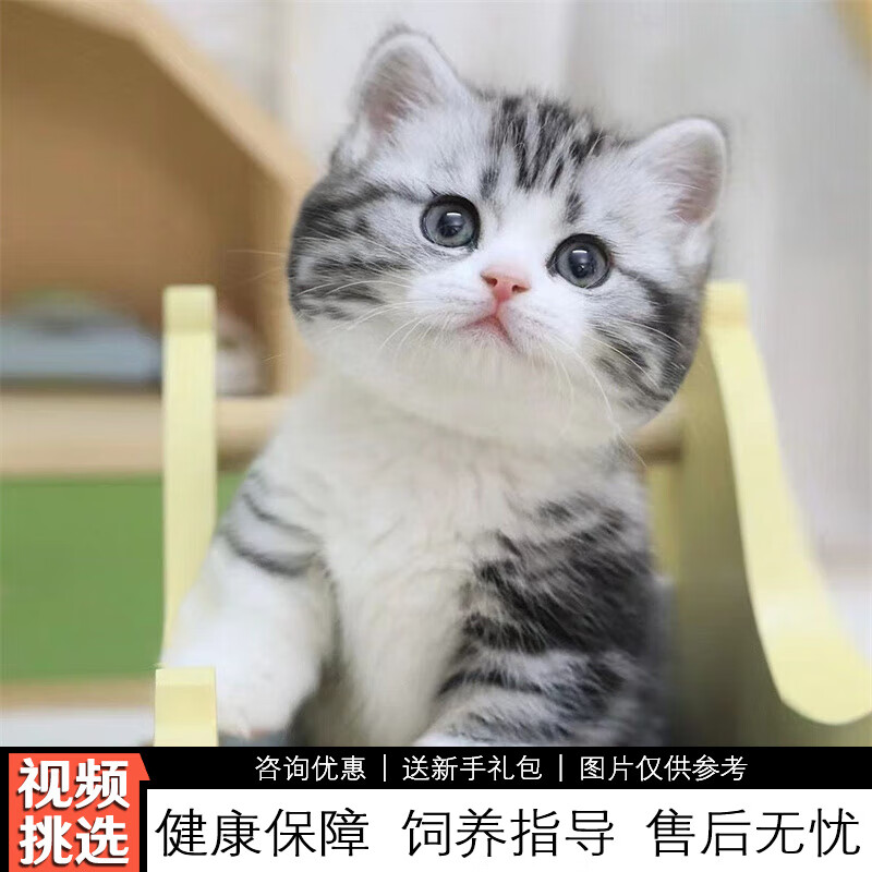 伊宠纯种美短加白起司猫幼崽虎斑猫美国短毛猫小猫咪宠物猫咪活体幼猫