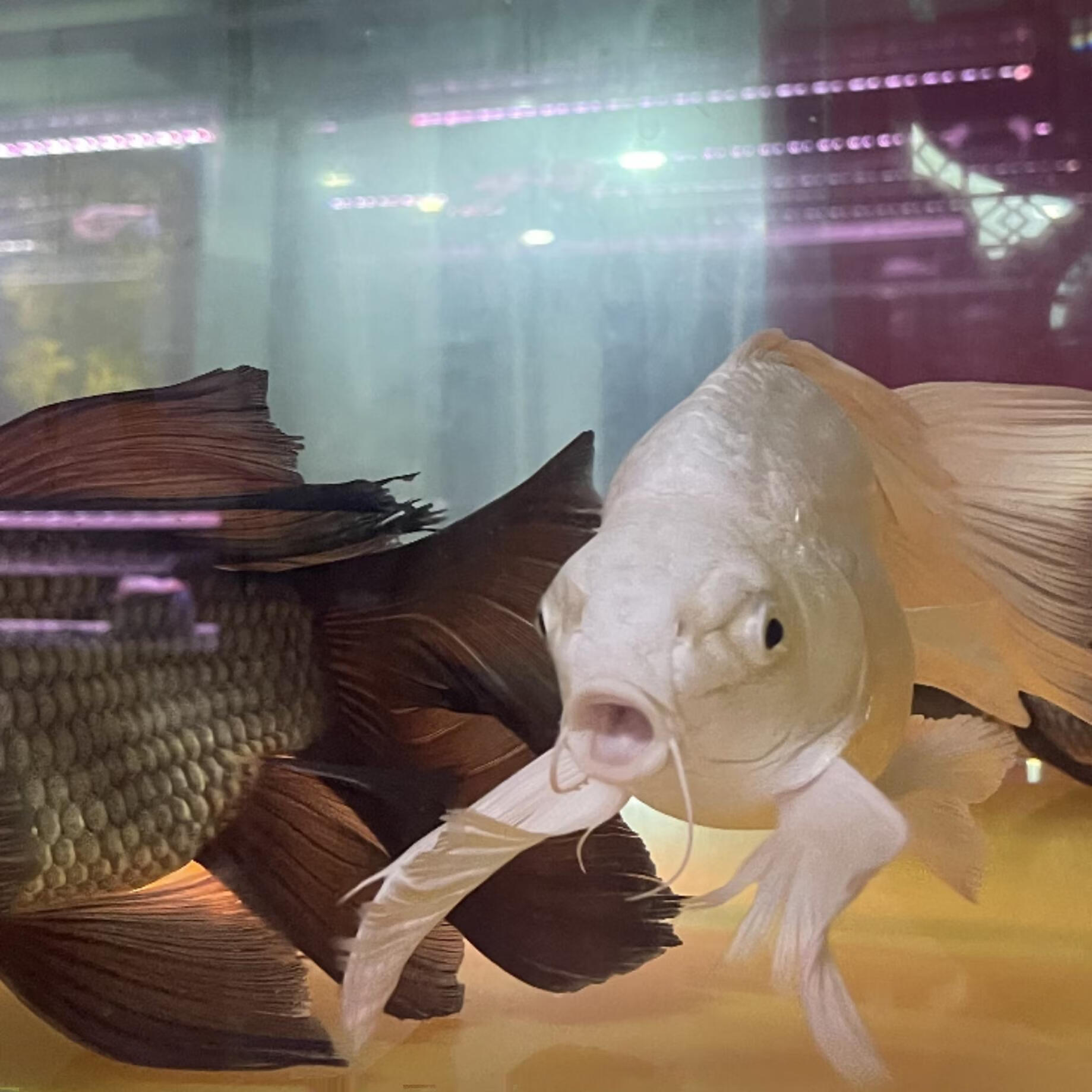 球体蝴蝶鲤鱼 观赏鱼 耐寒 淡水鱼 冷水鱼 球体蝴蝶鲤黑色30cm  1条