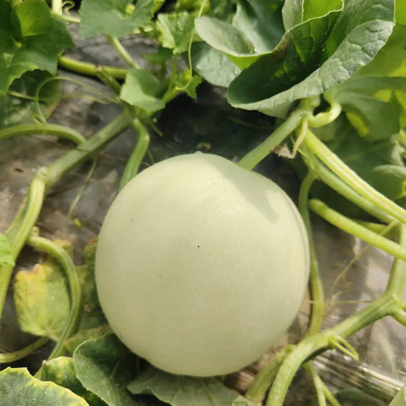 秦品堂阎良甜瓜正宗头茬甜瓜源头直供原产地直发脆甜白皮水果 阎良甜瓜4.5-5斤【3-6枚】