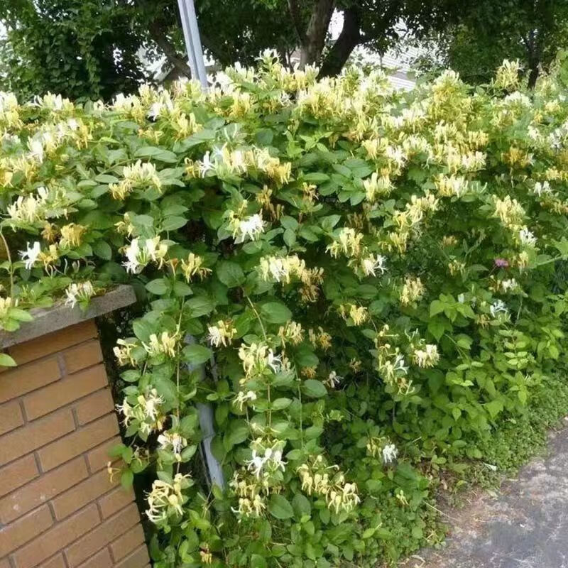 骏灏四季金银花苗南北方盆栽地栽耐寒耐热浓香丰产花卉树形可药用食用 爬藤四季金银花 六年开花丰产【2棵装】+生根粉