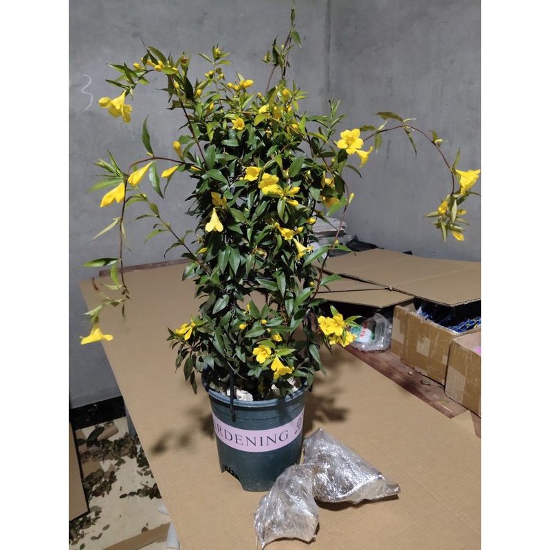 慕尔森法国香水藤盆栽室内飘香藤浓香花卉茉莉花爬藤庭院阳台室内藤蔓