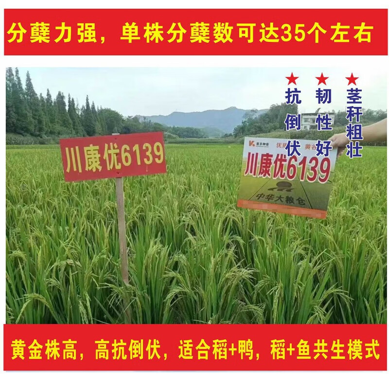 杂交水稻种子稳产米好吃大穗长粒香型抗性好稻谷种国色天香航天稻 川