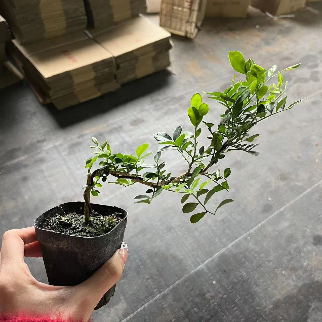 九里香新款绿植盆栽花卉办公室好养造型百搭客厅书房盆景桌面礼品 小