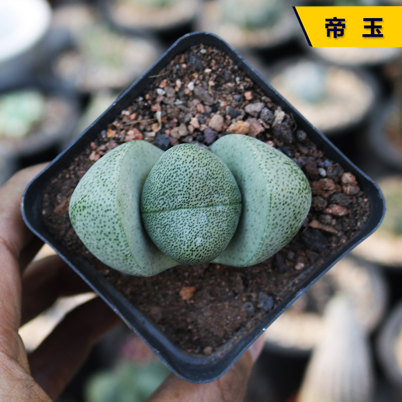 陆地帝玉多肉植物趣味金元宝生石花番杏科花公室桌面 帝玉5-6cm塑料