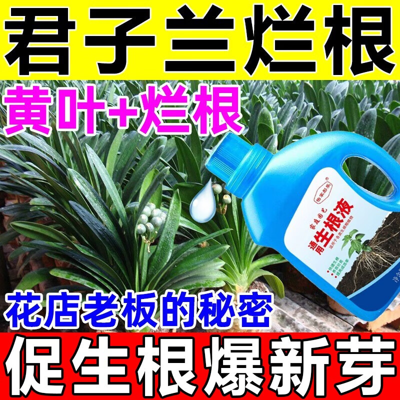 君子兰烂根根腐病黄叶枯不开花死根促生根壮苗君子兰专用生根液 1瓶 京东折扣/优惠券