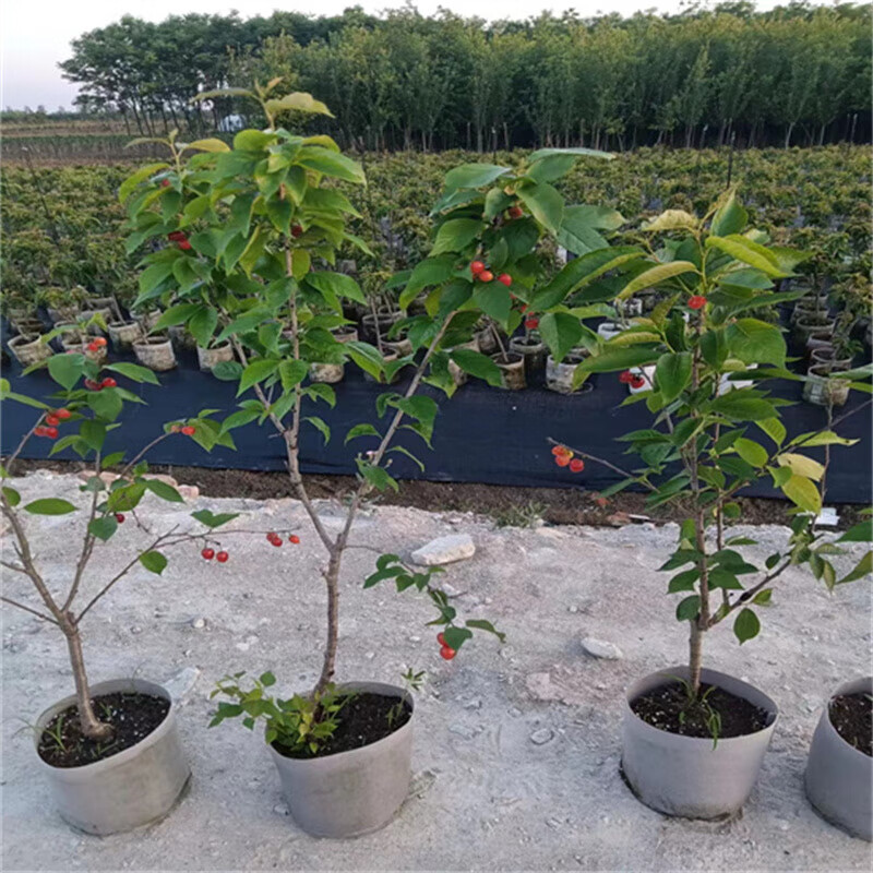 维里盆栽樱桃 红妃 樱桃苗 庭院种植阳台 红妃樱桃树苗 原盆原土育苗