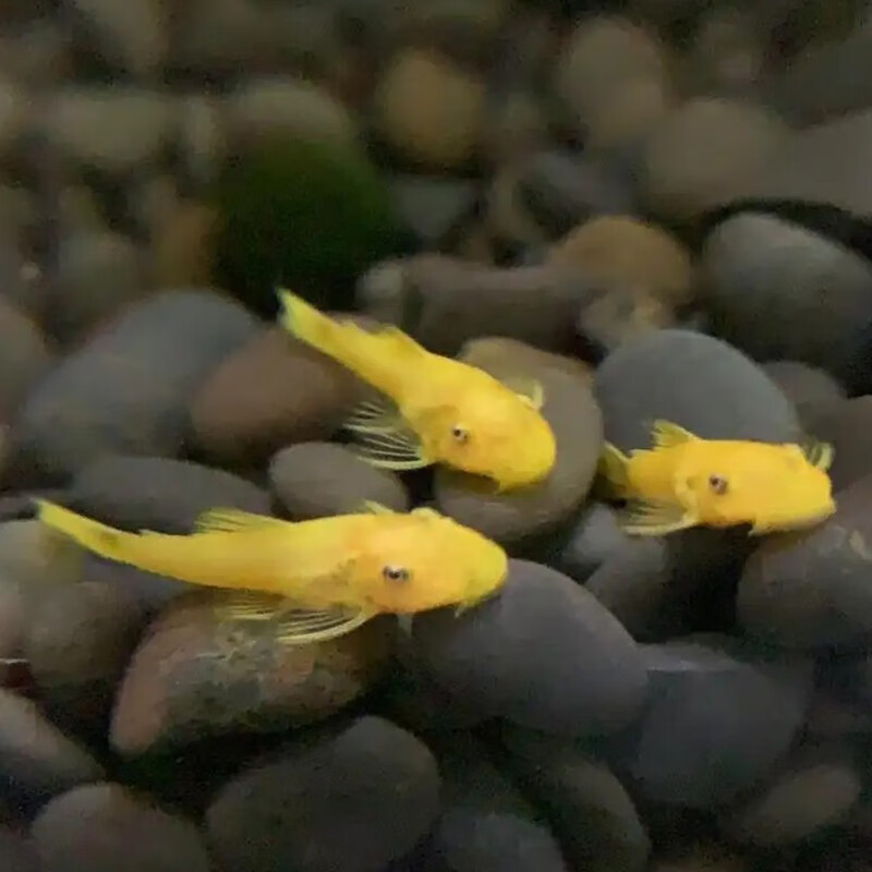 大帆黄金胡子新手异型鱼 淡水鱼除藻蓝眼红眼鱼饲料 黄金胡子鱼3cm  2