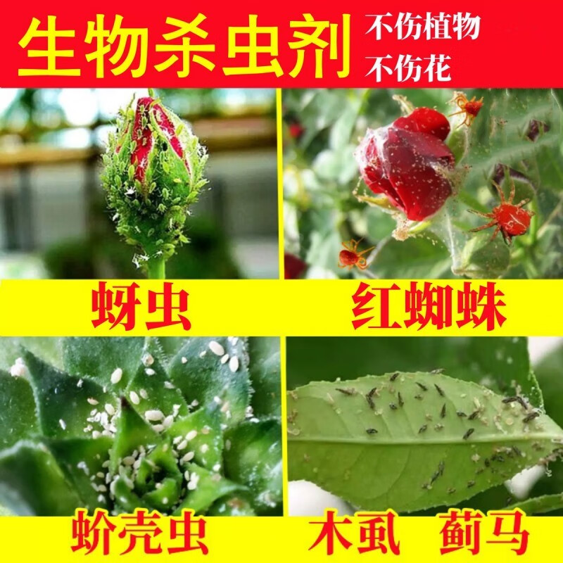 月季花病虫害常用药吡虫啉杀虫剂农药蓟马介壳虫蚜虫红蜘蛛专用药