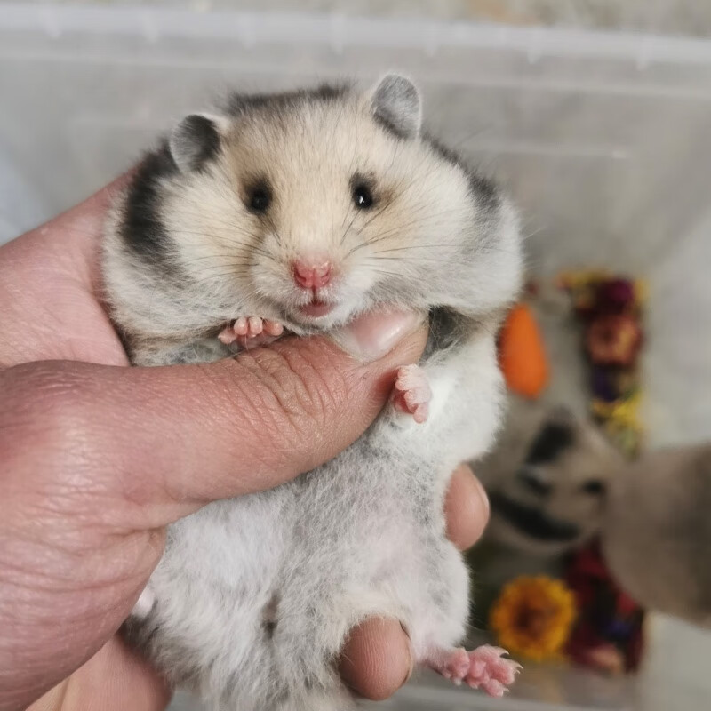 长毛金丝熊仓鼠活体温顺易上手适合宿舍家庭饲养的小动物 长毛杂  