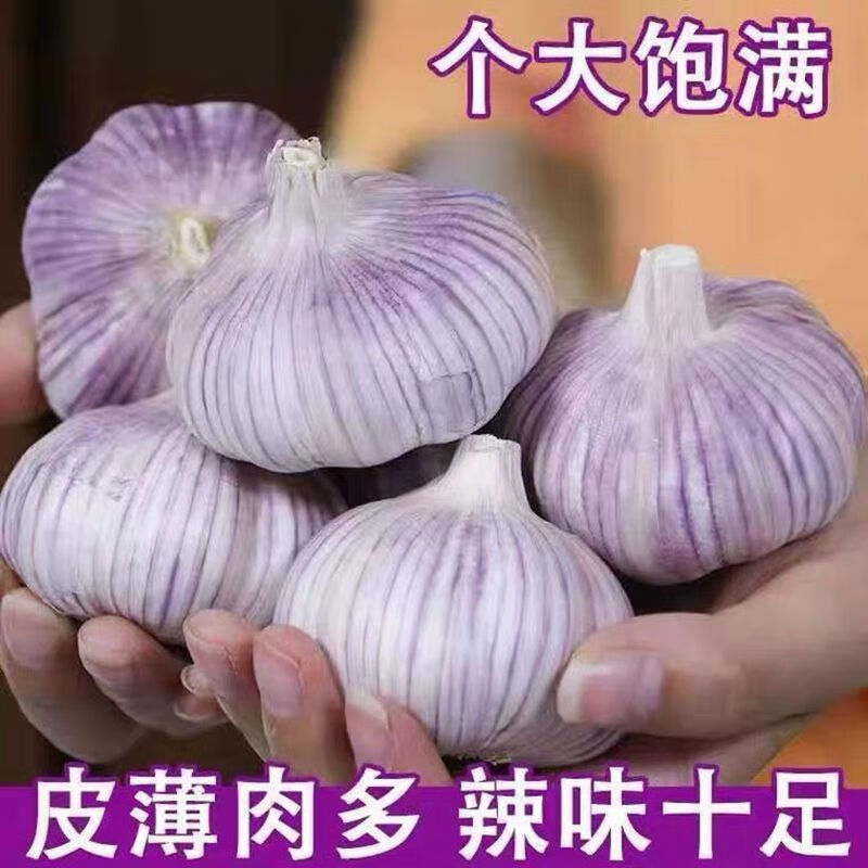 【精选果蔬】山东紫皮大蒜头大蒜10斤大蒜头大果3斤5斤干蒜 3斤大蒜大果