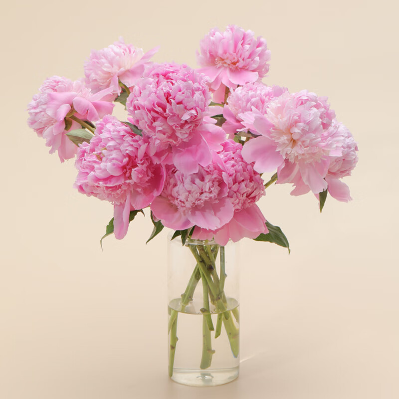 花加 Flowerplus 基地花非洲菊10枝颜色随机美观鲜切花 21 9 7评论 9元 1元券 Flowerplus花加油料牡丹10枝颜色随机生活鲜花鲜切花束插花阳台室内庭院春季 39 9 9评论 38 9元 1元券 Flowerplus花加山东进口芍药兰富士5枝色泽美观居家客厅茶几摆件