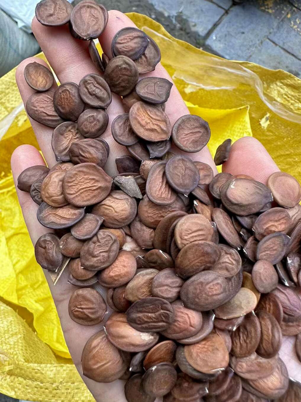 楓隅羊蹄甲种子绿化行道树种籽籽 羊蹄甲种子一斤