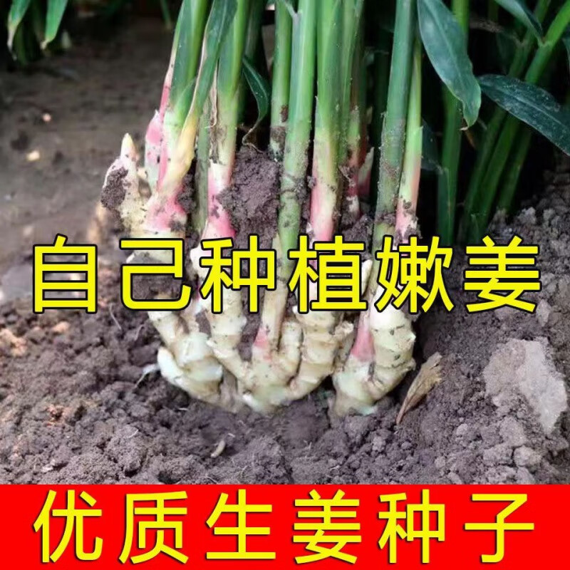 四川竹根姜种催芽纯白口姜种黄姜老姜种子苗姜苗种苗姜芽1/2/5 白口姜