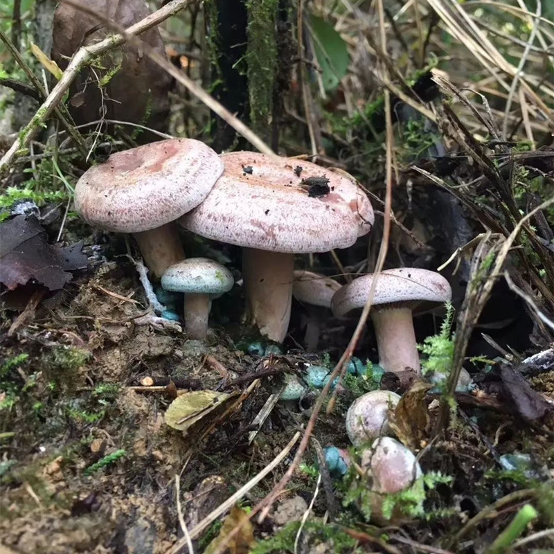 湖南乌红枞菌新鲜蘑菇枞菌寒菌野生枞菌松树菌重阳菌500克 黄丛菌精品